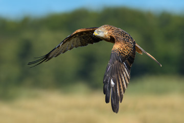 Flight over the meadow/Red Kite