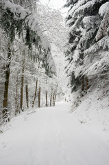 snowy road deep in the forsest coverd in fresh snow in winter. focus on branch. background defocused
