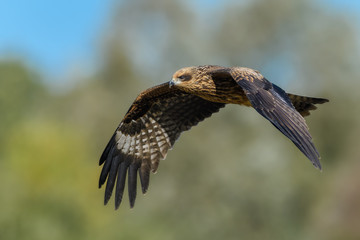 Patrol flight over the meadow/Black Kite