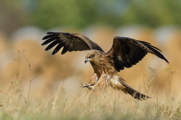 Landing on the meadow/Black Kite