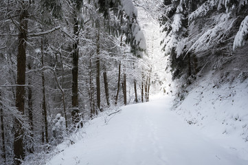 snowy road deep in the forsest coverd in fresh snow in winter