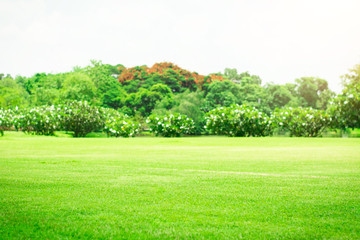 Blur the lawn and trees