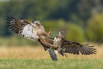 Fight in the meadow/Common Buzzard