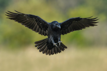 Flight over the meadow/Common Raven