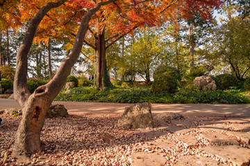 beautiful vivid autumn colors in Japanese garden at Margaret Island Budapest