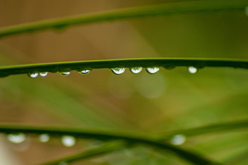 Gotas de agua en hoja después de una lluvia.