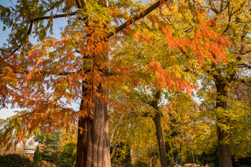 beautiful vivid autumn colors in Japanese garden at Margaret Island Budapest