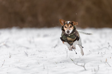 small dog runs over a meadow in the snow in winter and wears a warm coat - Cute Jack Russell Terrier hound, 11 years old, hair type smoot 