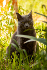 Gato mirando detrás de unas plantas verdes.