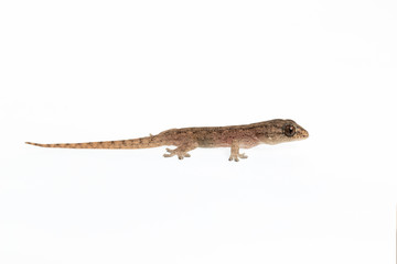 The small Comon House Gecko