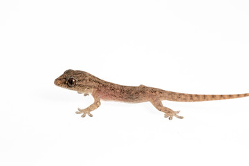 Naklejka premium The small Comon House Gecko