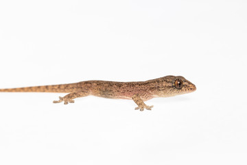 The small Comon House Gecko