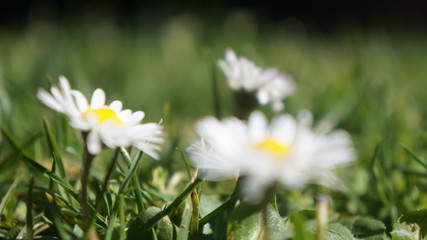 Park flower