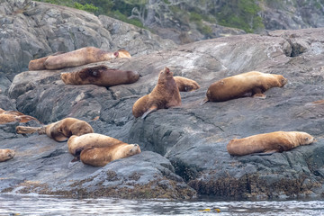 Steller Sea Lions