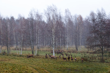 Fototapeta na wymiar Wild deer on the edge of the autumn forest