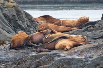 Steller sea Lion colony