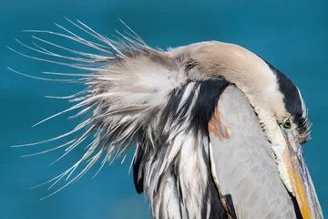 Photo sur Plexiglas Clearwater Beach, Floride Great Blue Heron preening at Sand Key Park, Clearwater Beach, Florida
