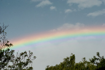 Arcoiris con árboles.