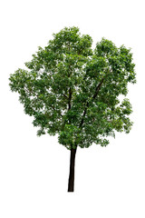 Beautiful green trees isolated on white background with a high resolution suitable for graphic. with clipping path