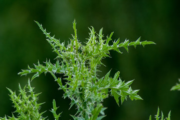 Cardo verde con desenfoque.