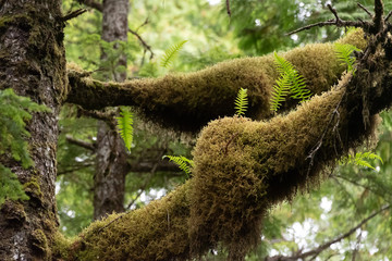 moss and fern on tree