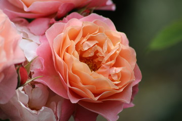 Rosen