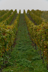 Fototapeta na wymiar Wein im Herbst bei Regen am Hochberg Immenstaad am Bodensee