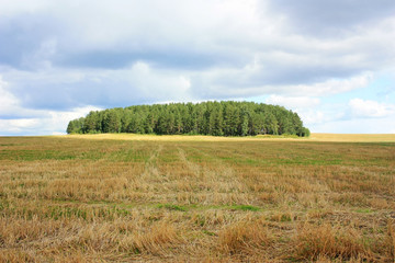 Fototapeta na wymiar Trees in the field