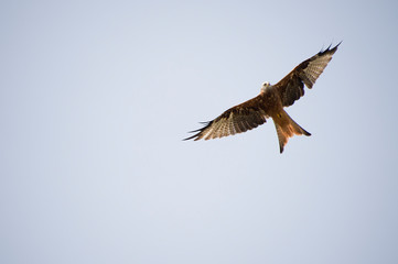 Rotmilan im Flug