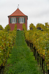 Fototapeta na wymiar Wein im Herbst bei Regen am Hochberg Immenstaad am Bodensee