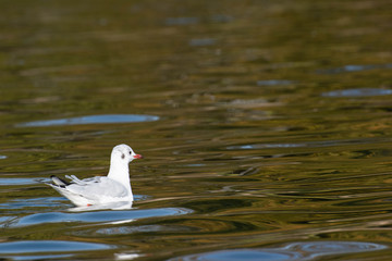 seagull on the water