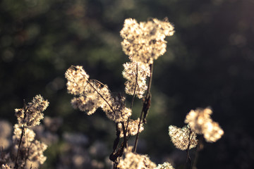 Fototapeta premium Herbst Stimmung