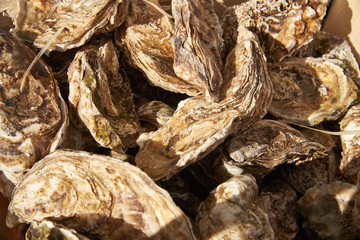 Oysters in a wooden box for sale at the seafood market