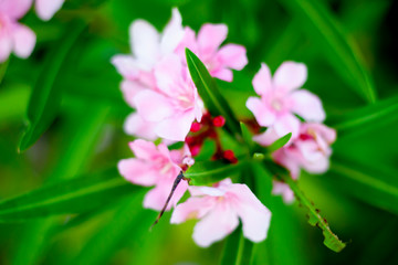 Obraz na płótnie Canvas Blur image top view of Beautiful nature Nerium Oleander pink flower aura of love.