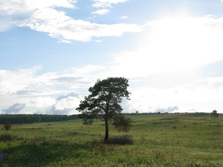 tree in the field