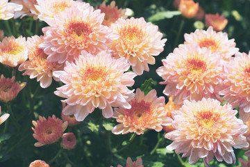 Beautiful pink chrysanthemum in the garden