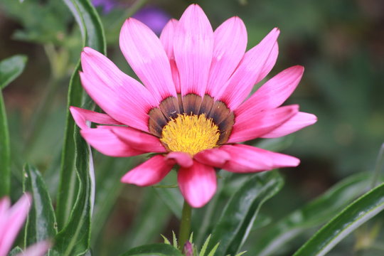 Blumenbilder