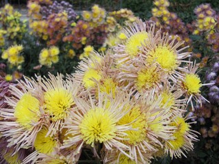 .......Chrysanthemums