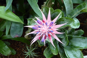Bromeliad flower