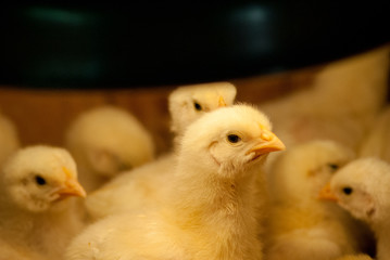 pollitos en venta abajo de una luz cálida. 