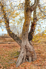 Trunk of an old tree late fall. Landscape.