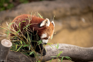 firefox in tree