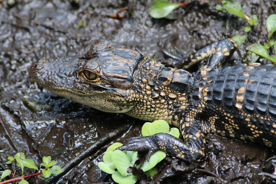 baby alligator in Florida