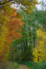 Fototapeta premium Herbst