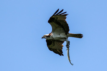 Osprey with  a fish