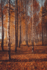 Fototapeta na wymiar lone branch on a background of autumn forest