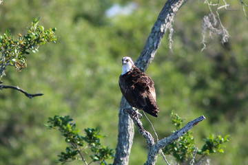 Red Shouldered Hawk on a tree