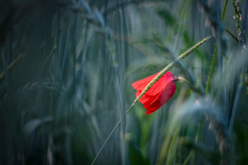 red poppy on a background