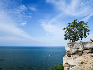 Lonely tree on a cliff on a clear cloudless sunny morning. Stony coast and a lonely tree on the rocks.