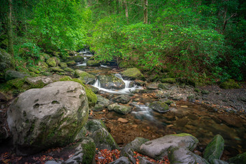 Flusslauf im Wald mit Findling im Vordergrund - Killarney Nationalpark
